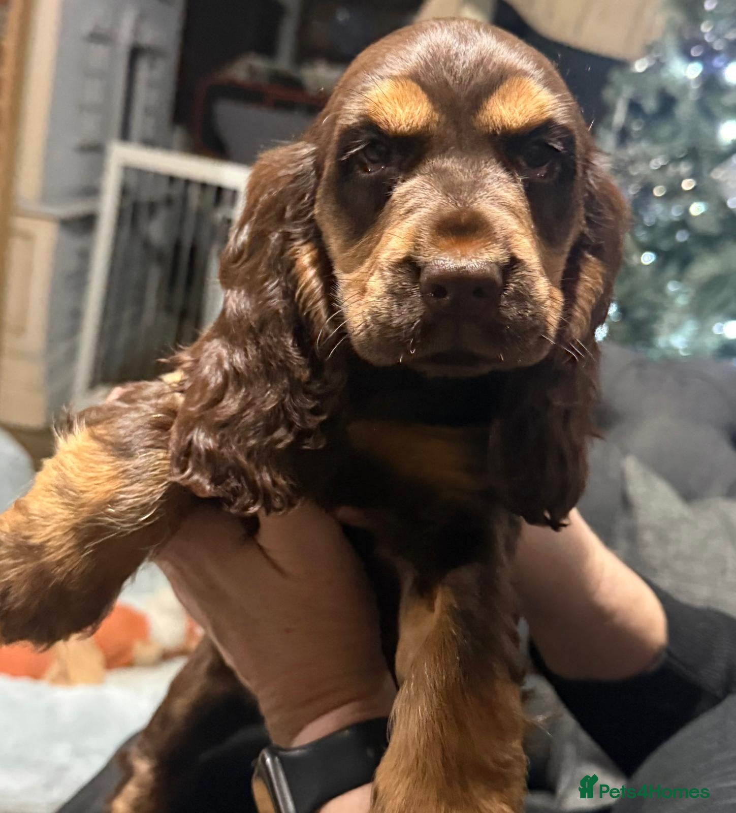 Cocker Spaniel dogs Last KC Reg Show Type Cocker Spaniel Girl - Advert 1