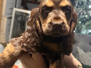 Cocker Spaniel dogs Last KC Reg Show Type Cocker Spaniel Girl - Advert 1