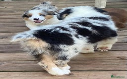 Australian Shepherd dogs for sale: our final Australian Shepherd litter for sale - Image 2