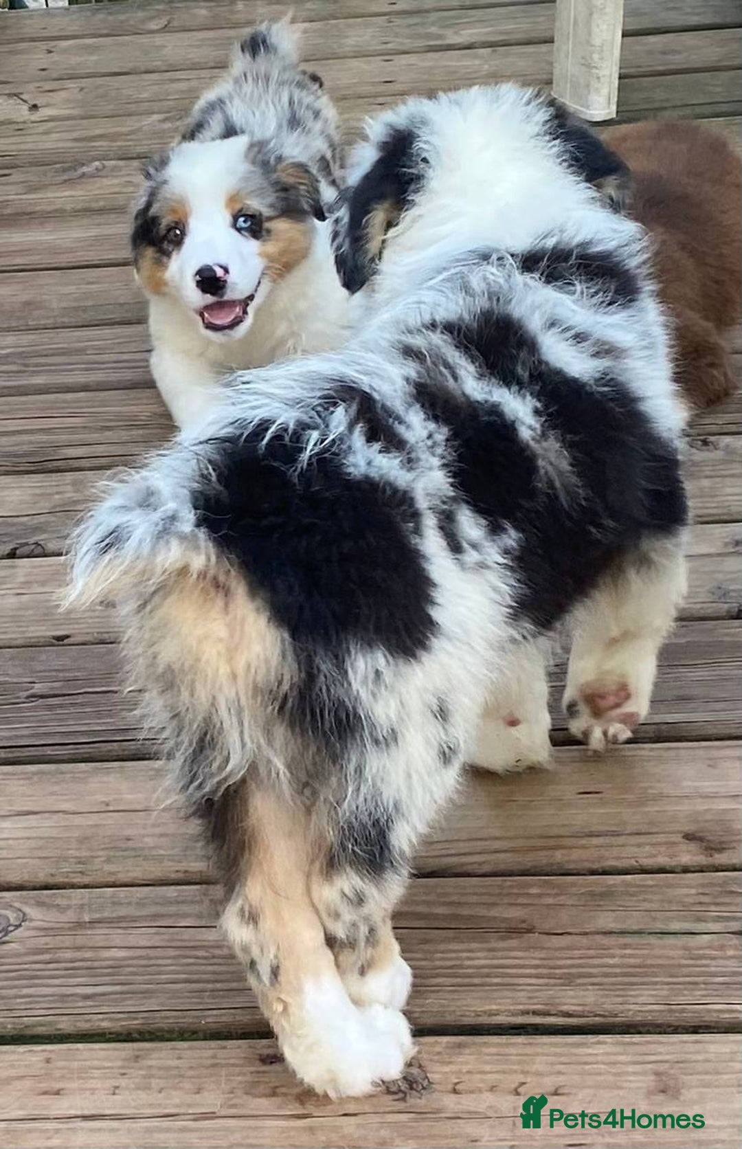 Australian Shepherd dogs for sale: our final Australian Shepherd litter for sale - Image 2