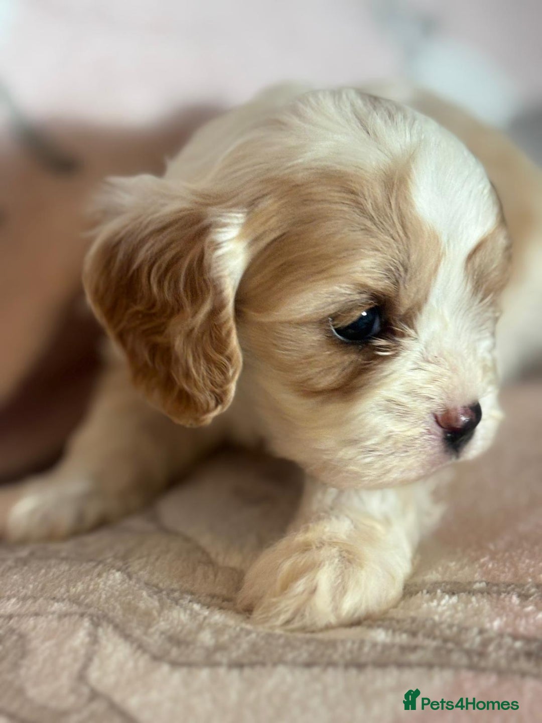 Cavapoo dogs for sale: Stunning Cavapoo puppies from family home  - Advert 24