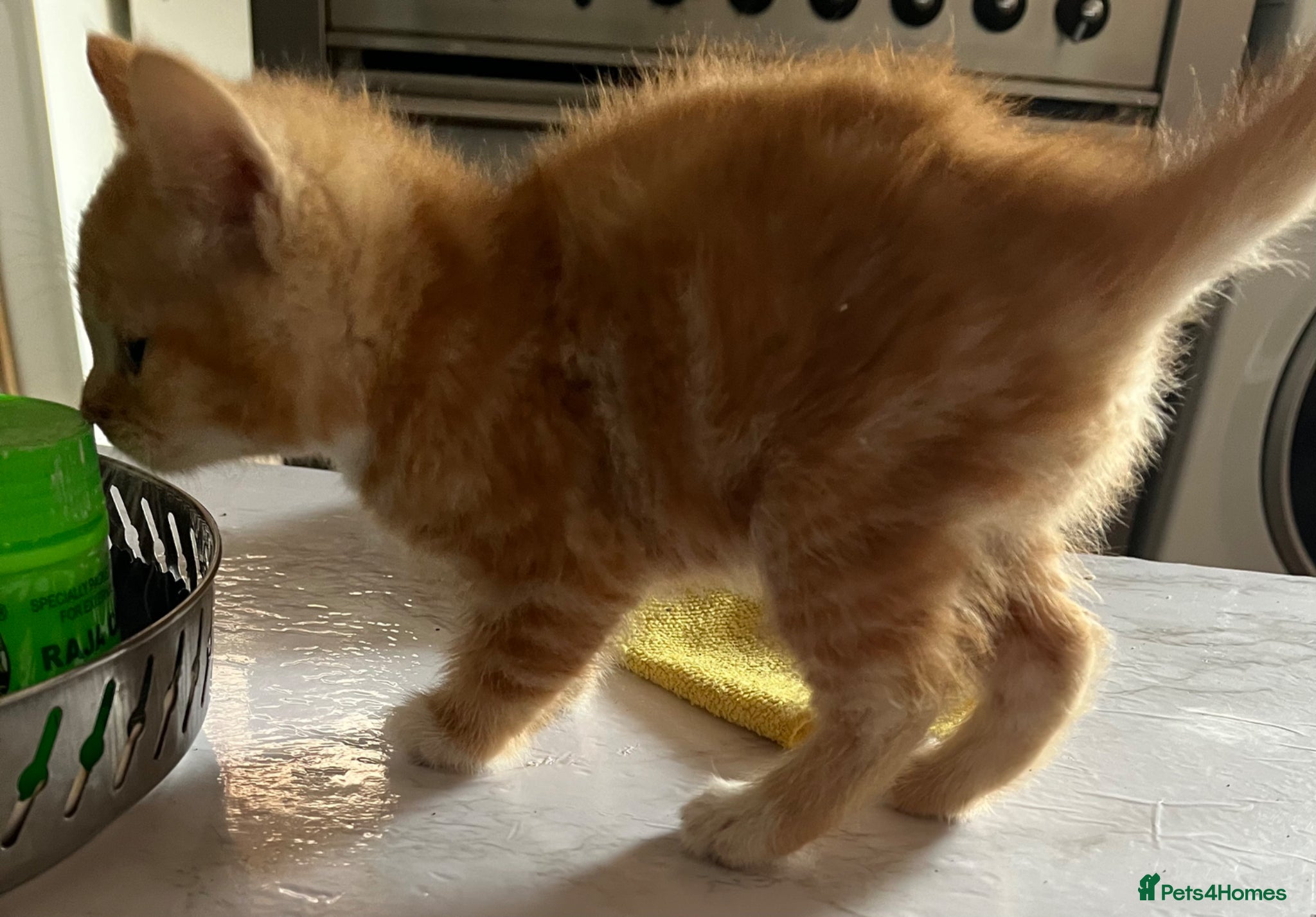 Mixed Breed cats for sale: 3 beautiful kittens for sale  - Advert 23