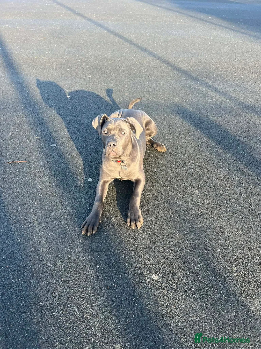 Cane Corso dogs for sale: Cane corso - Advert 2