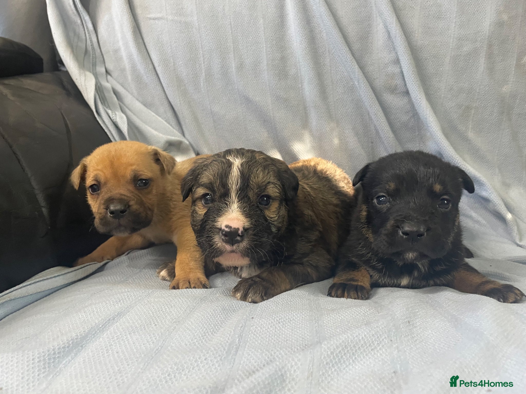 Mixed Breed dogs German shepherd x Staff litter - super friendly - Advert 2