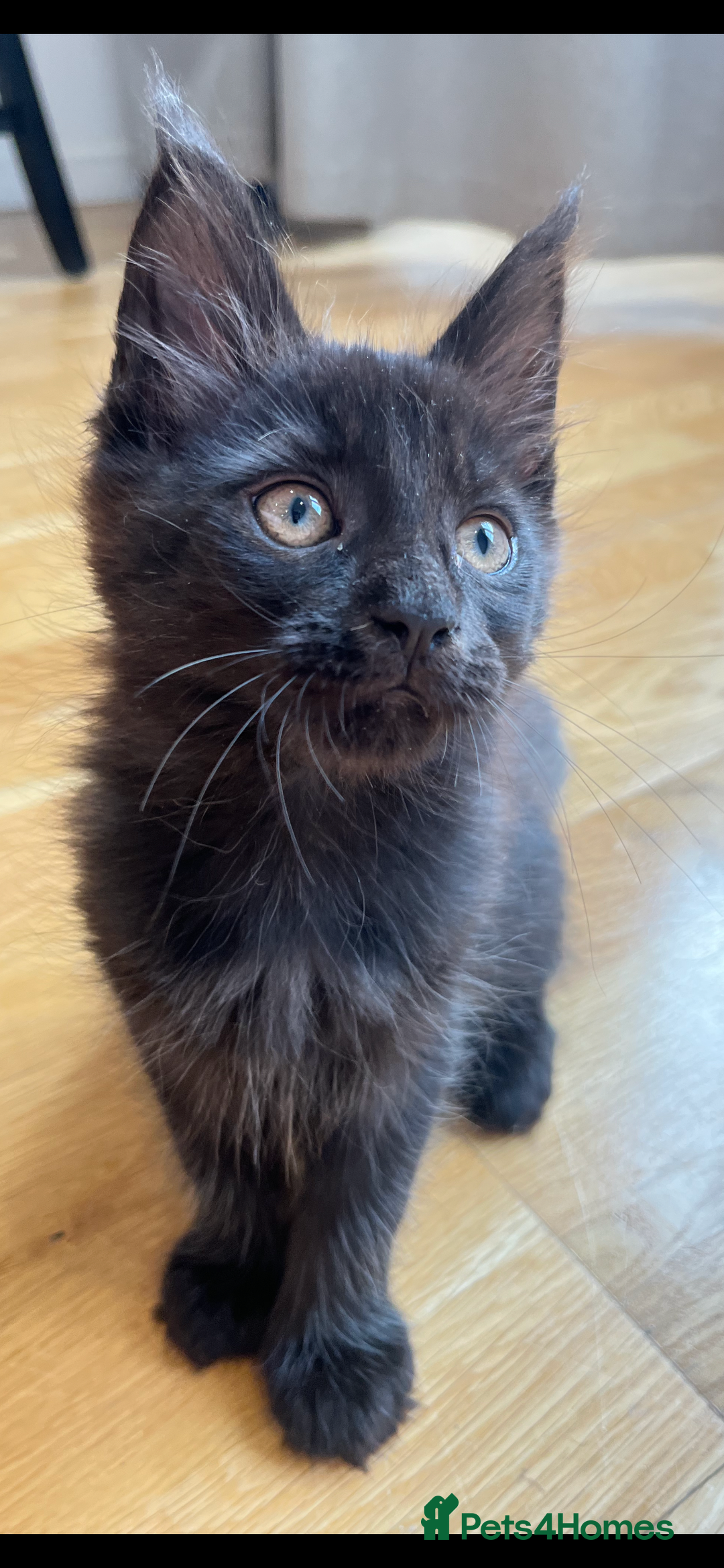 Maine Coon cats for sale: XXL CHAMPION RUSSIAN LINE.MAINE COON KITTENS - Advert 21