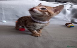 Bengal cats for sale: 5 Beautiful Bengals - Advert 5