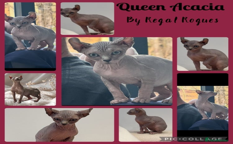 Sphynx cats - Advert 1