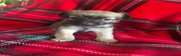 Chihuahua dogs for sale: Longhaired Chihuahua  - Advert 17