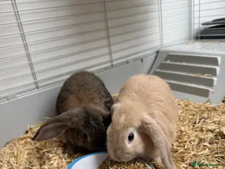Mini Lop rabbits 2 Male Rabbits - Advert 1