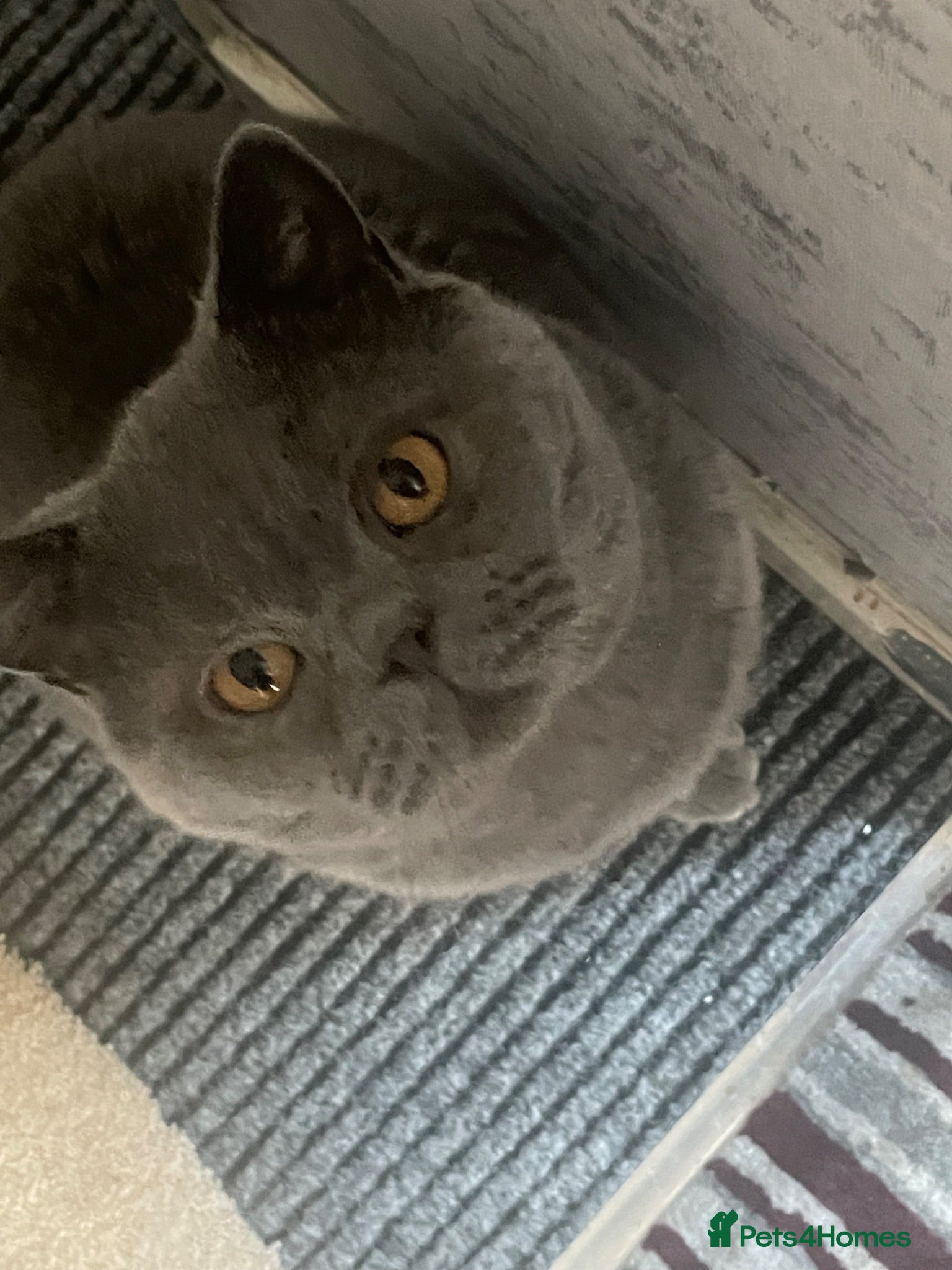 British Shorthair cats Blue British short hair  - Advert 1