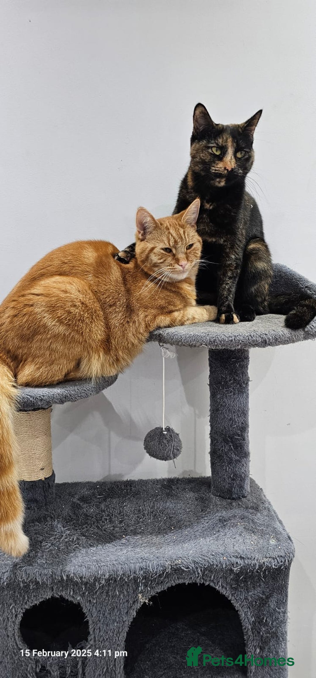 British Shorthair cats for sale: Gin & Tonic  - Image 8