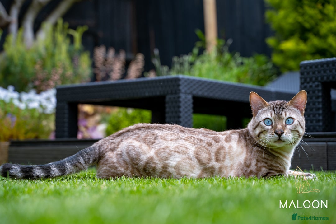 Bengal cats for sale: Majestic Blue-eyed Snow Bengal-TICA-Champion line - Image 18