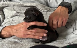 Chihuahua dogs for sale: Smooth Chihuahua puppies  - Image 7
