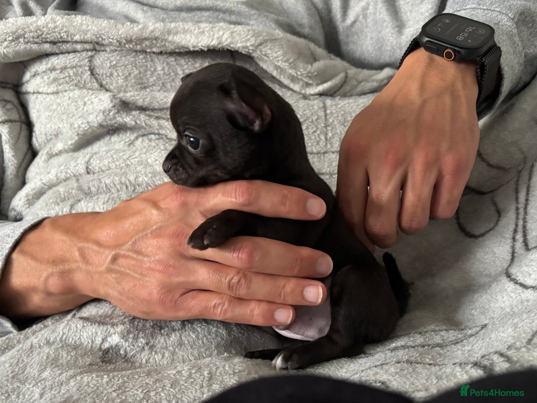 Chihuahua dogs for sale: Smooth Chihuahua puppies  - Image 7