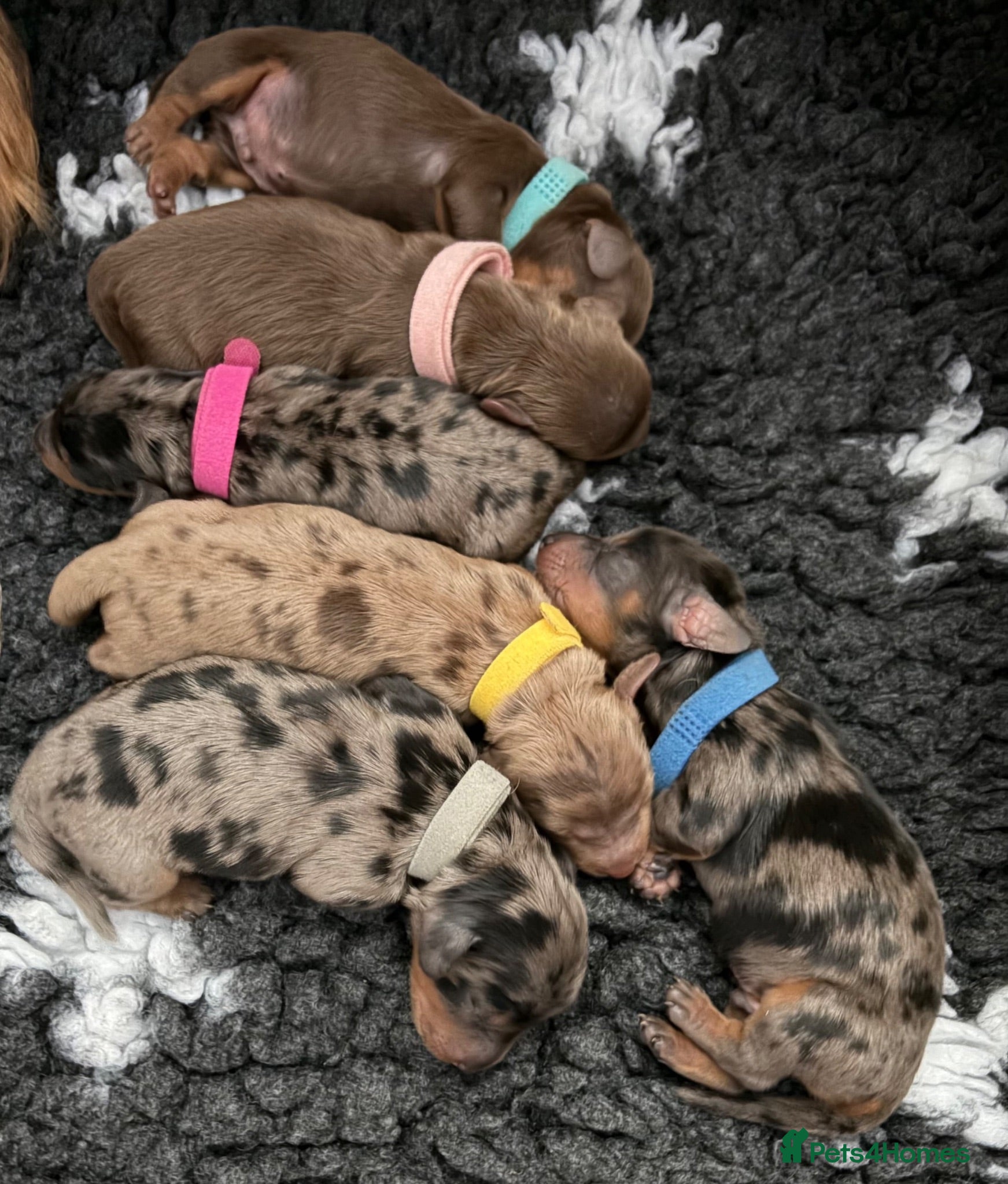 Miniature Dachshund dogs  🐾 Stunning longhaired mini dachshunds 🐾 - Advert 1