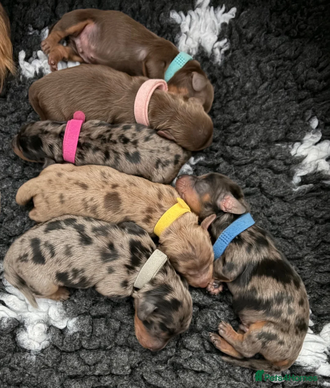 Miniature Dachshund dogs for sale:  🐾 Stunning longhaired mini dachshunds 🐾 - Advert 1