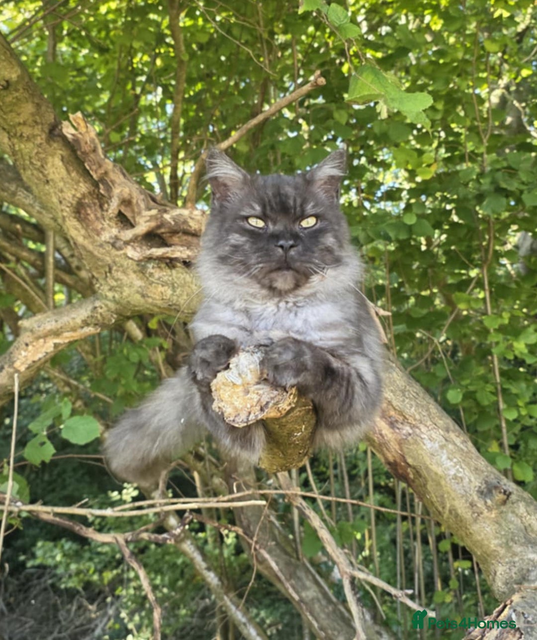 Maine Coon cats for sale: 5 half main coon  - Advert 5