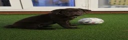 Labrador Retriever dogs for sale: Chocolate Female Labrador  in Portsmouth - Advert 11