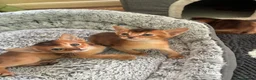Abyssinian cats for sale: TICA 5* pedigree Abyssinian Kittens  - Advert 24