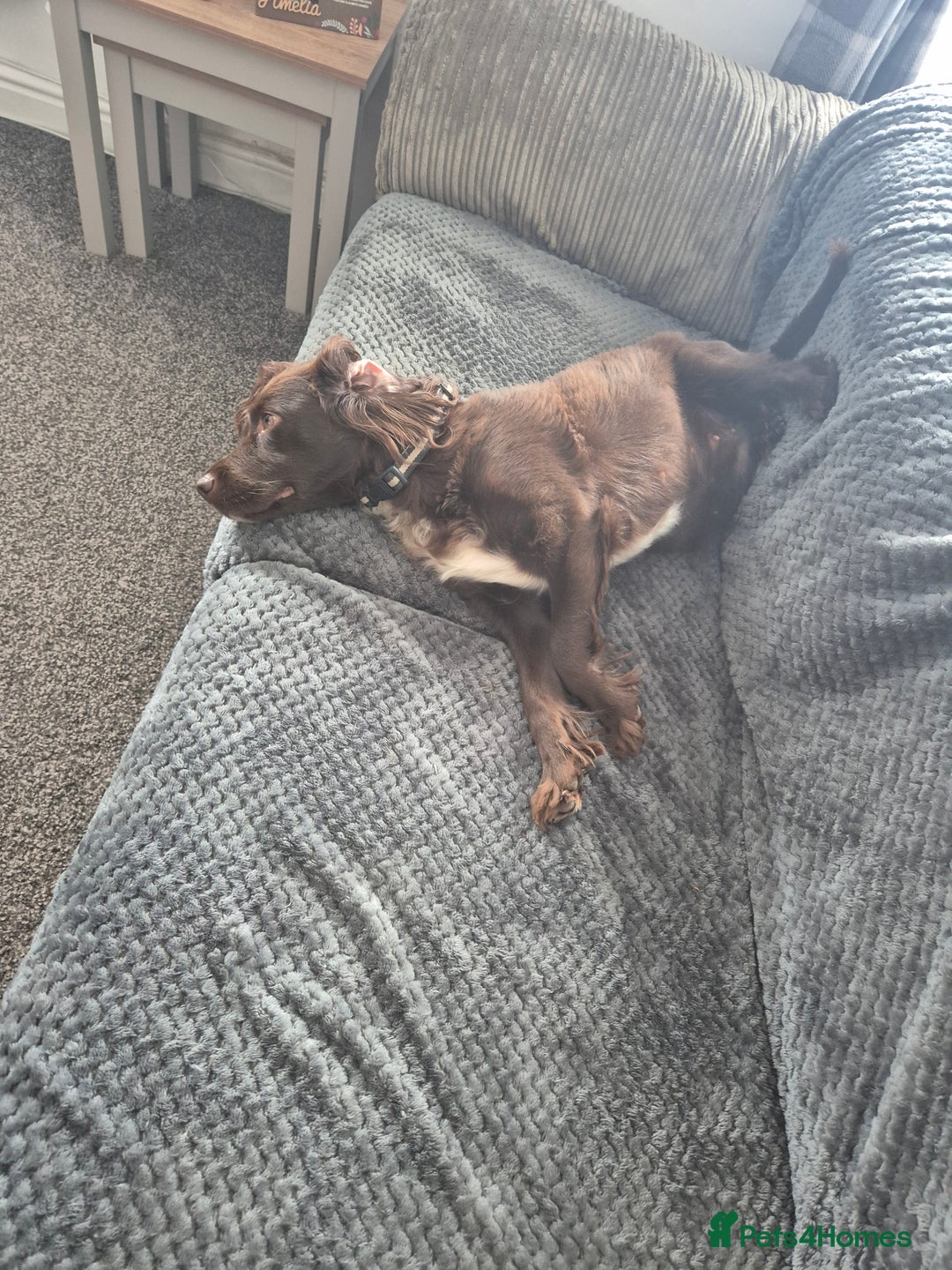Cocker Spaniel dogs for sale: Female cocker spaniel  - Image 4