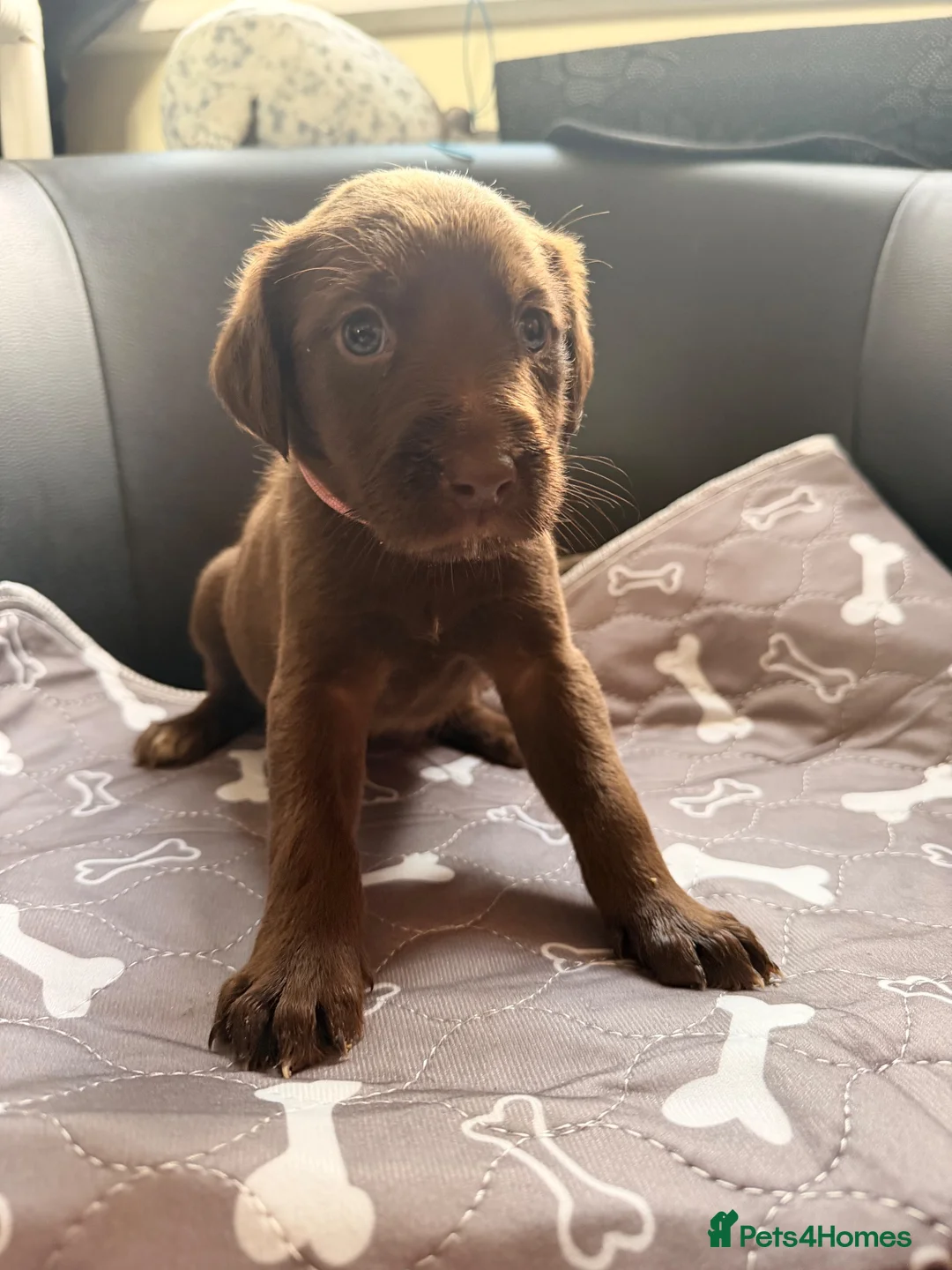 Mixed Breed dogs for sale: 7 Labour lurcher puppies! in Letchworth Garden City - Advert 8