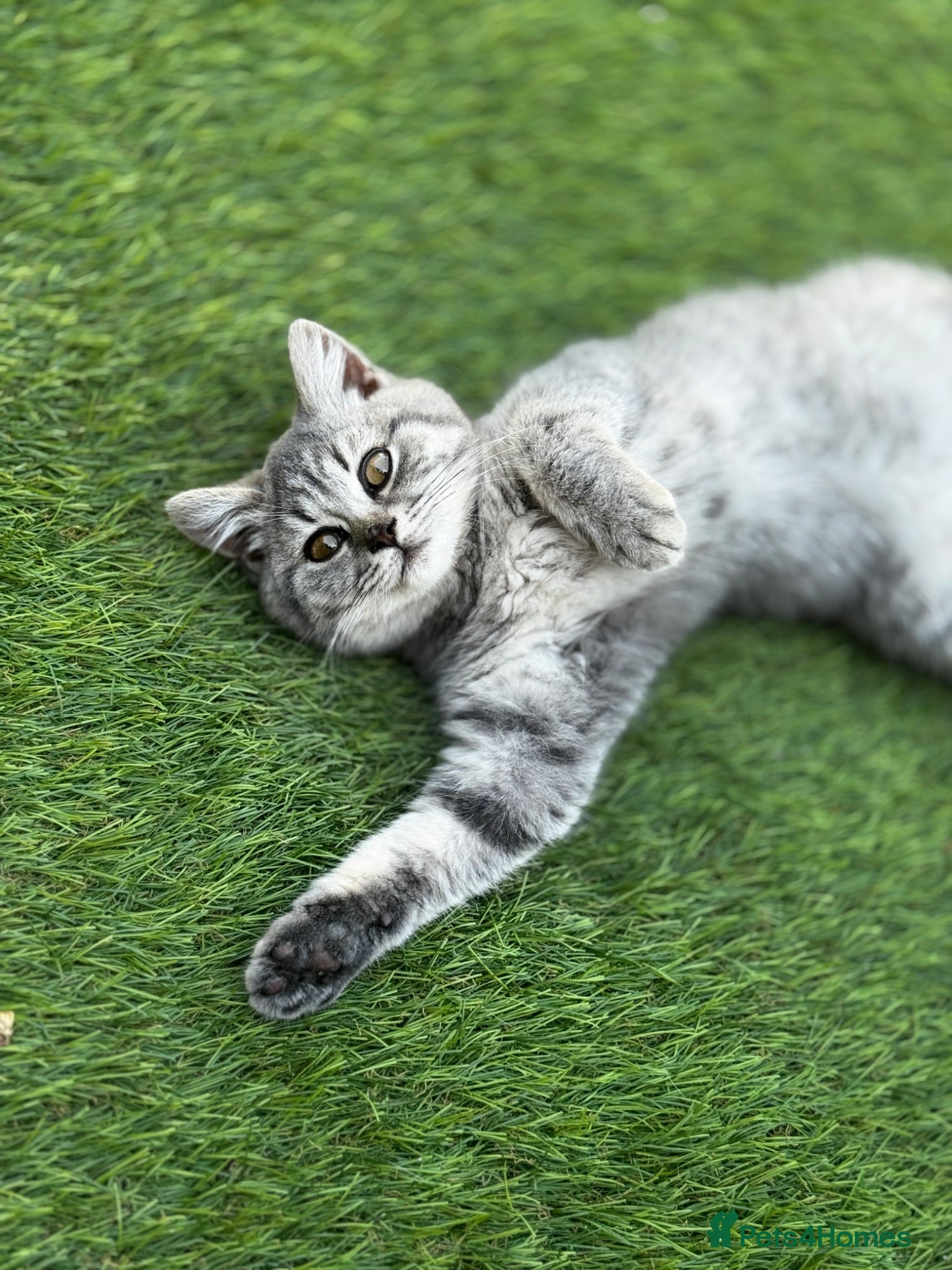 British Shorthair cats Last girl British shorthair kitten blue spotted  - Advert 2