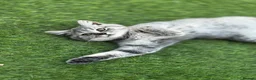 British Shorthair cats for sale: Last girl British shorthair kitten blue spotted  - Advert 6