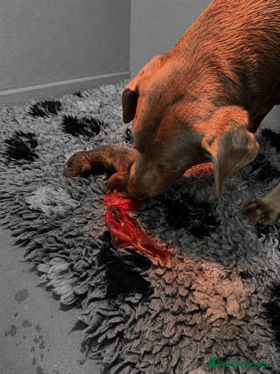 Labrador Retriever dogs for sale: RARE Stunning Silver & Charcoal Labrador pups - Advert 21