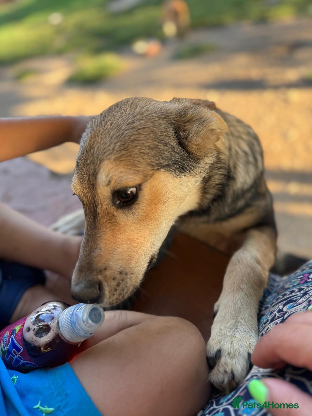 Mixed Breed dogs for adoption: JASPER - a Superb Puppy Boy, for a Loving Home - Image 15