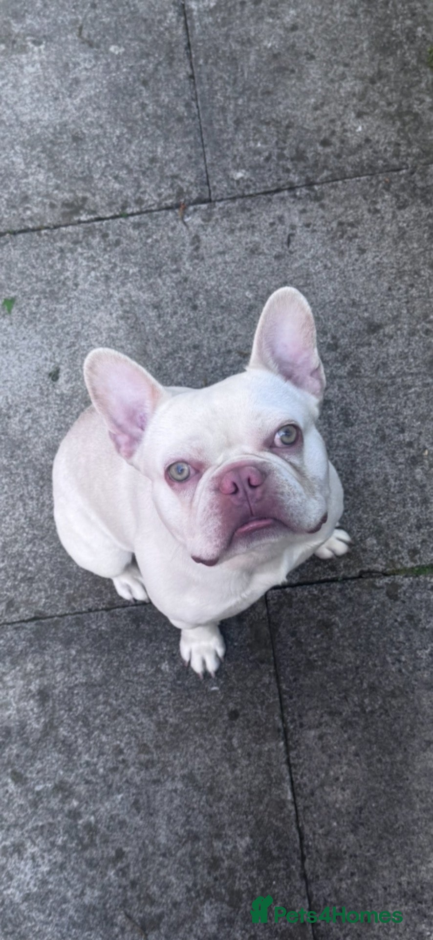 French Bulldog dogs Lovely boy rocky - Advert 9