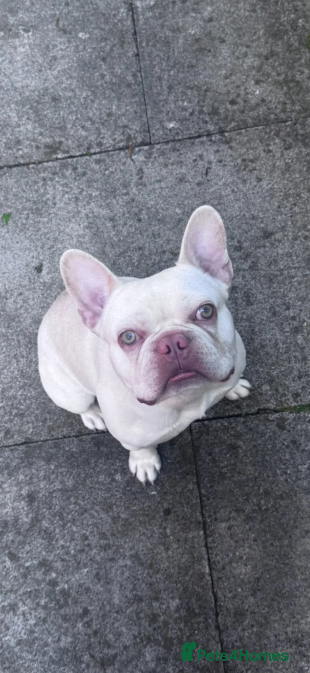French Bulldog dogs for sale: Lovely boy rocky - Advert 1