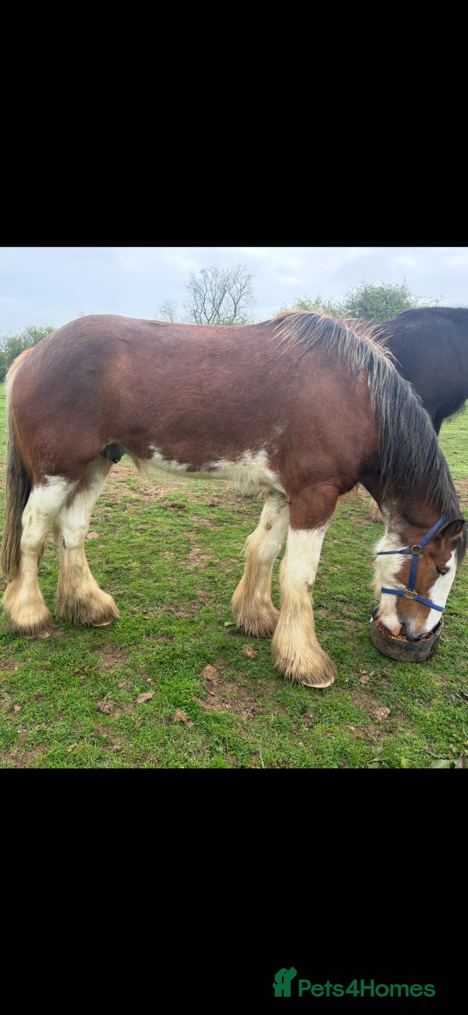 Clydesdale horses Stunning boy  - Advert 1