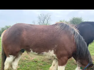 Clydesdale horses Stunning boy - Advert 1