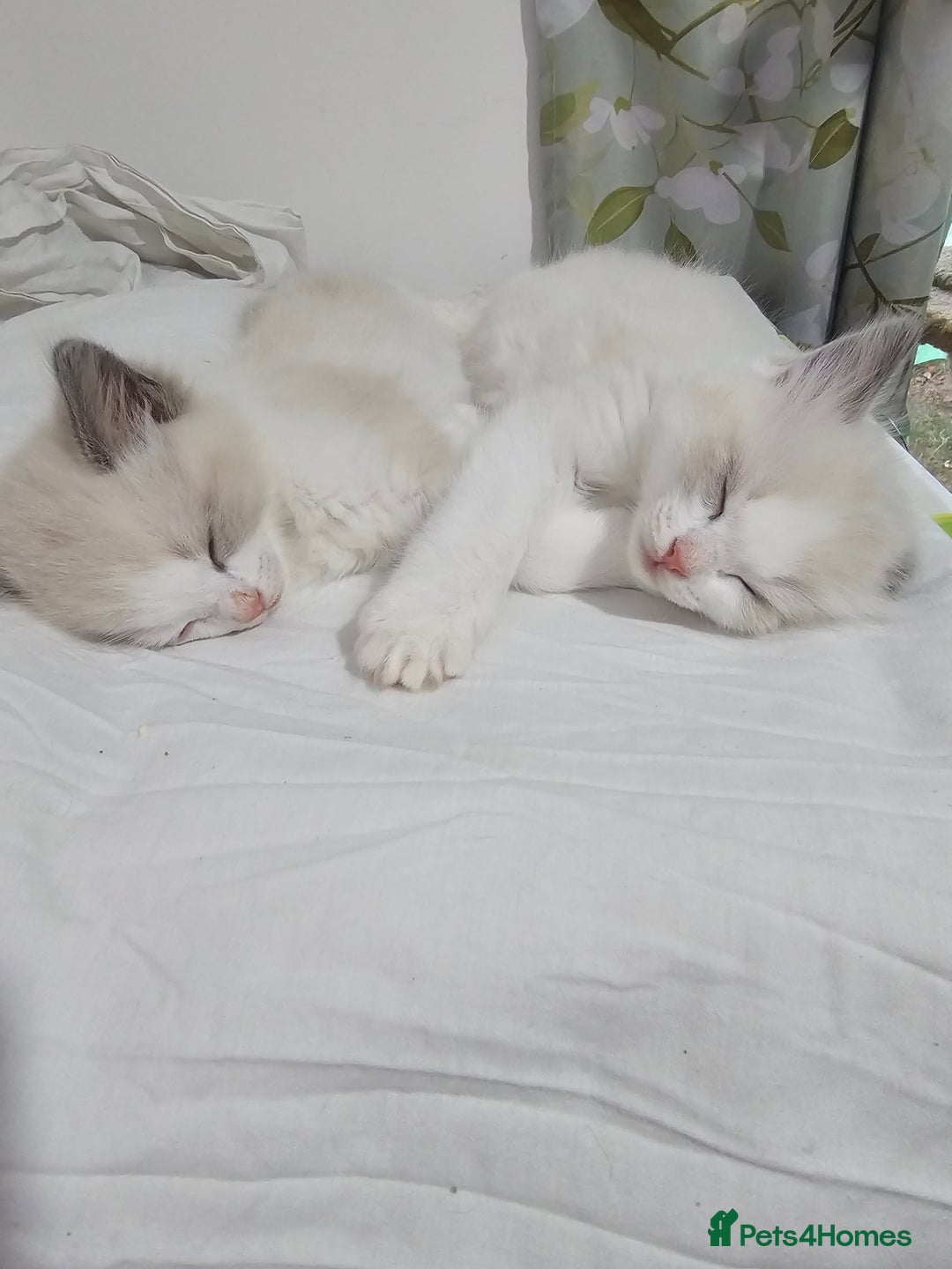 Ragdoll cats for sale: 🐱Kittens Ragdoll Bicolor. 3 Boys and 2 Girls  - Advert 8