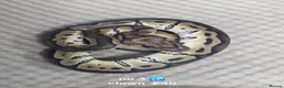 Python Snake reptiles for sale:  Various ball pythons  - Advert 6
