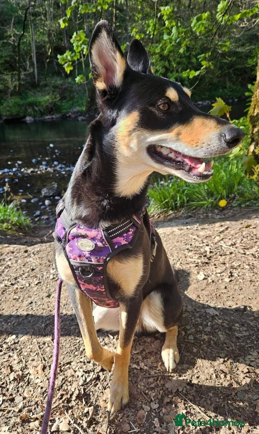 Mixed Breed dogs Husky x Bedlingto. Whippet - Advert 2