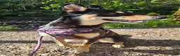 Mixed Breed dogs for sale: Husky x Bedlingto. Whippet - Advert 1