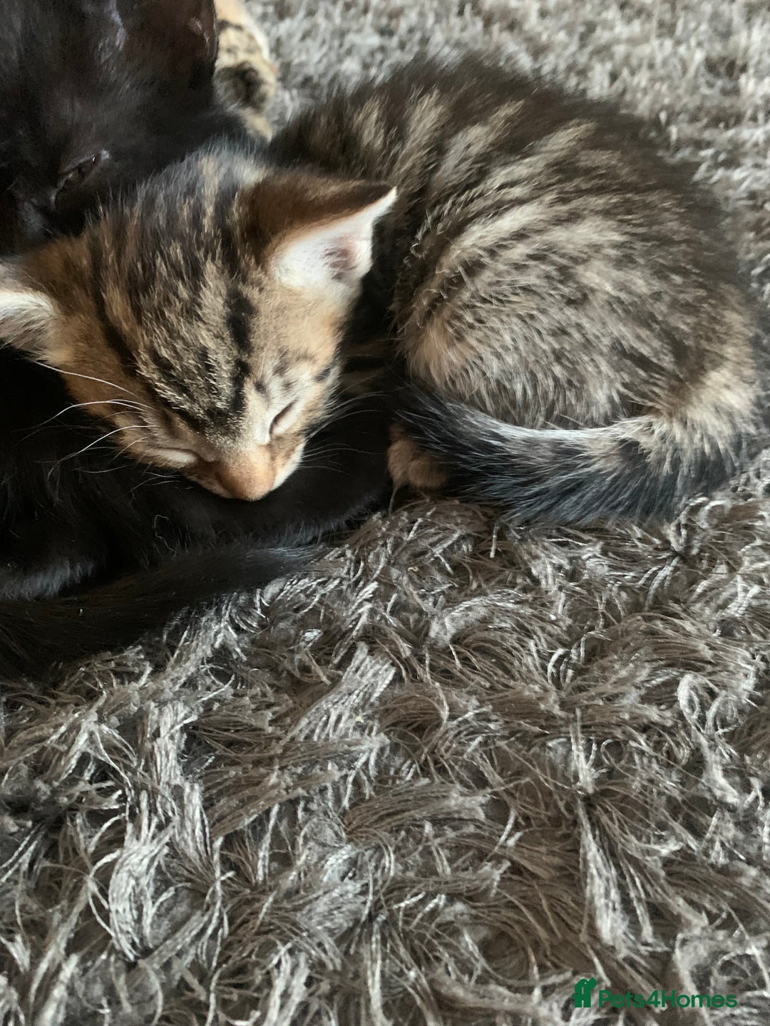 Mixed Breed cats for sale: 8 beautiful kittens for sale - Advert 8