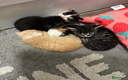 Mixed Breed cats for sale: Kittens  - Image 2