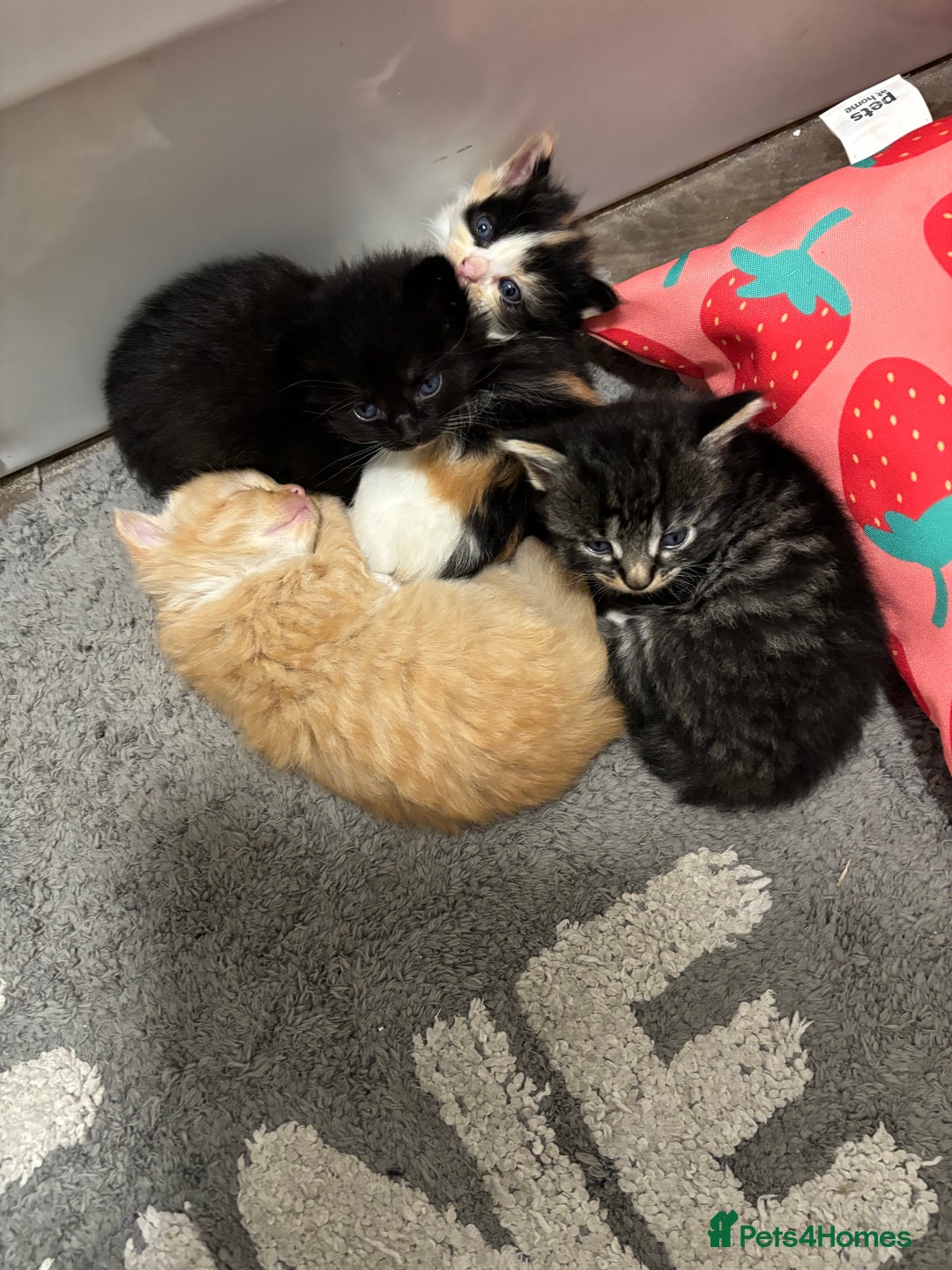 Mixed Breed cats for sale: Kittens  - Image 2