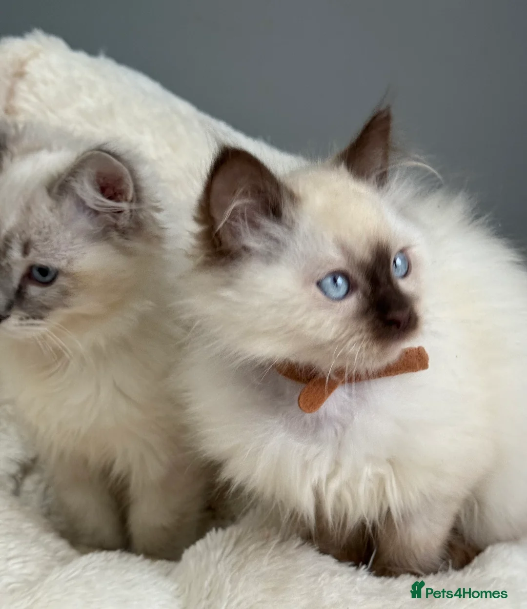 Ragdoll cats for sale: 🏅GCCF RAGDOLLS AWARD WINNING LINES NOW AVAILABLE  - Advert 9