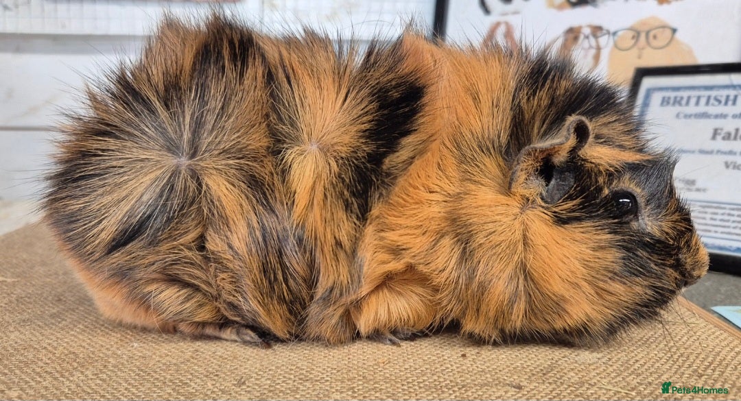 Guinea Pig rodents for sale: Bonded pairs of guinea pigs - Image 4