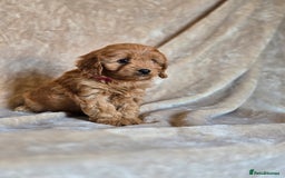 Cavapoo dogs for sale: Gorgeous Fox Red Cavapoo health tested parents  - Image 15