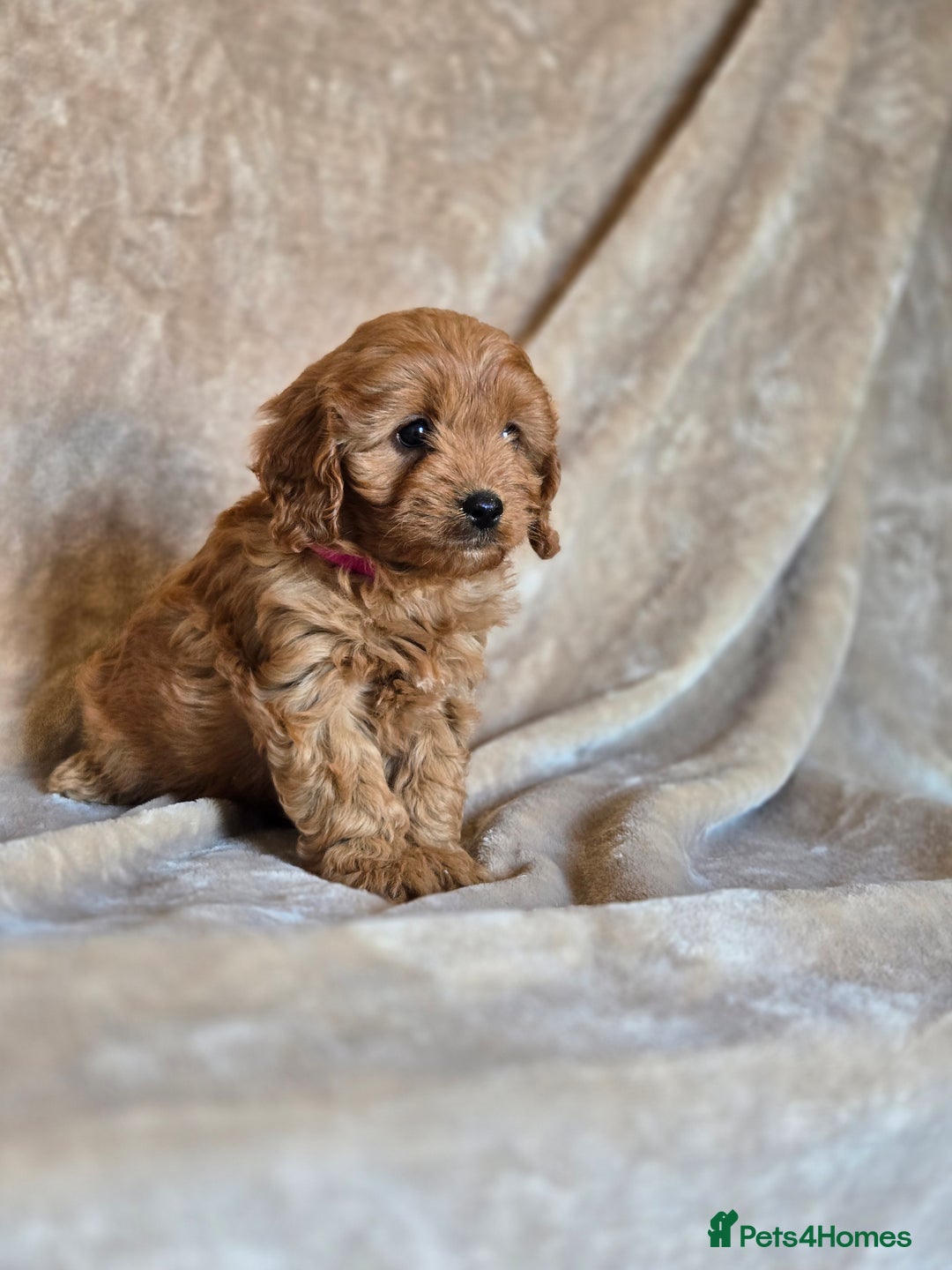 Cavapoo dogs for sale: Gorgeous Fox Red Cavapoo health tested parents  - Image 15