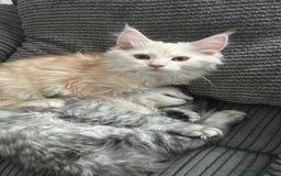 Maine Coon cats for sale: Main Coon kittens for sale - Image 16