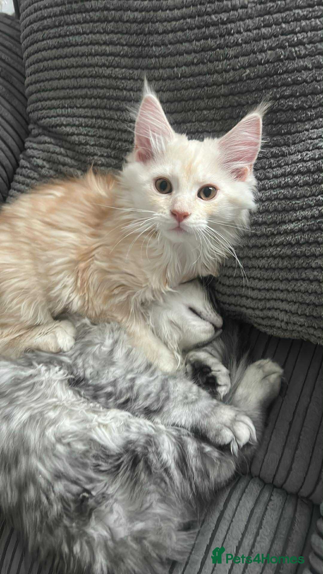 Maine Coon cats for sale: Main Coon kittens for sale - Image 16