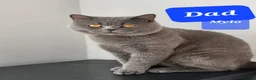 British Shorthair cats for sale: Pure British shorthair one girl,ready to go - Advert 2