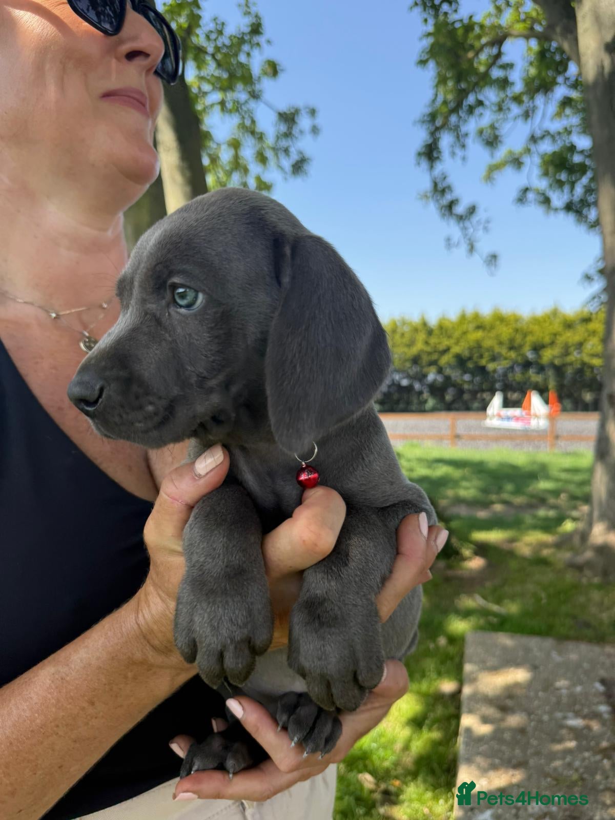 Weimaraner dogs ✨KC Weimaraner litter  from Champion Bloodlines ✨ - Advert 2