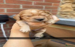 Cockapoo dogs for sale: Beautiful litter of cockapoos  - Image 4
