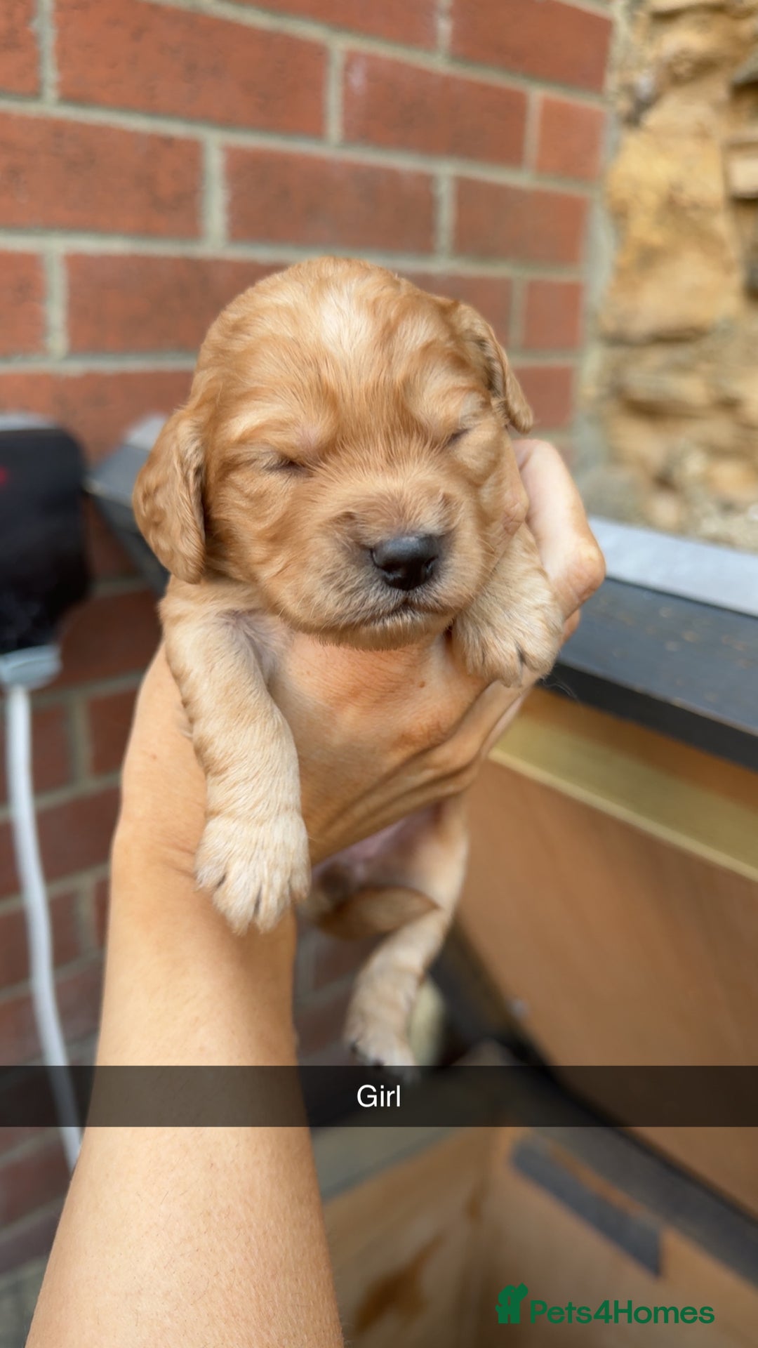 Cockapoo dogs for sale: Beautiful litter of cockapoos  - Image 4
